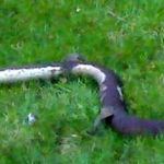 7 year-old, aluminized 2.5″ JRB exhaust