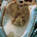 Rust at top of fender where it meets the firewall